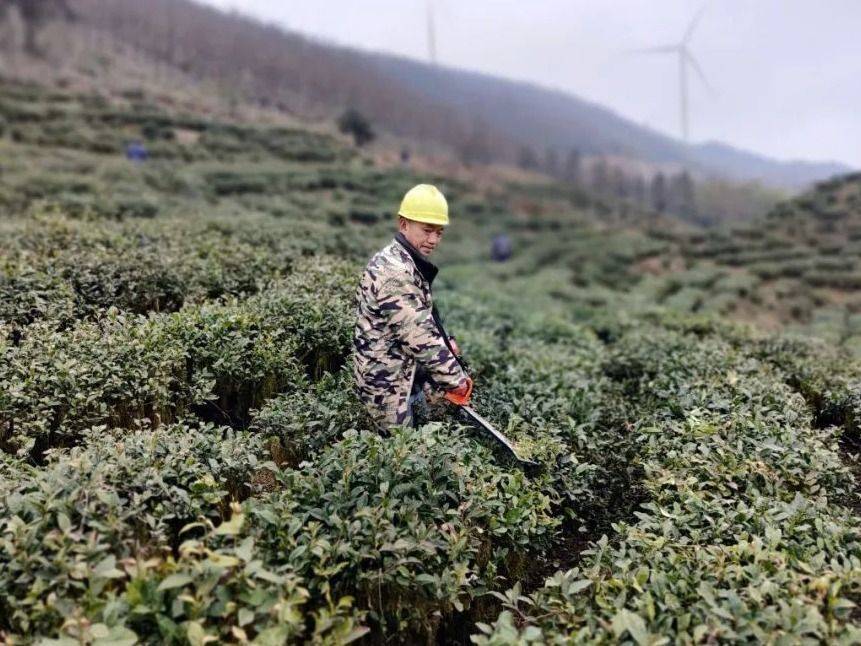 广东英德：计划推动英红九号红茶标准高质量发展 