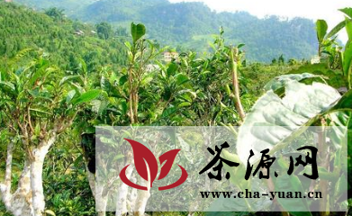 古农茶业：普洱茶市场第三支力量的崛起