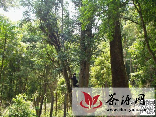巴达山千年茶王树