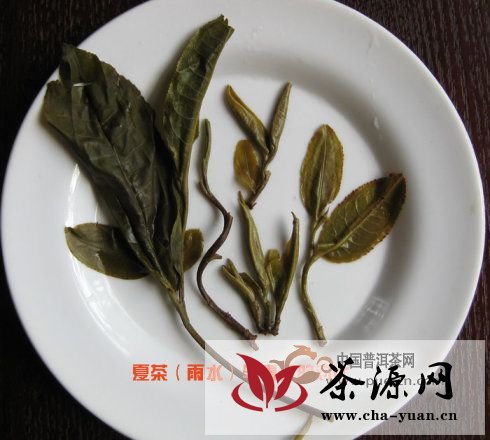 看图来辨别普洱茶原料春、秋、夏（雨水料）