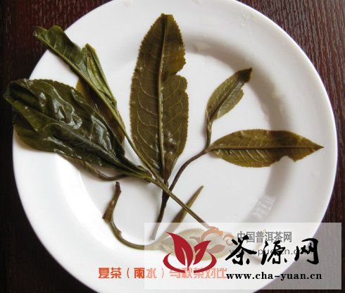 看图来辨别普洱茶原料春、秋、夏（雨水料）