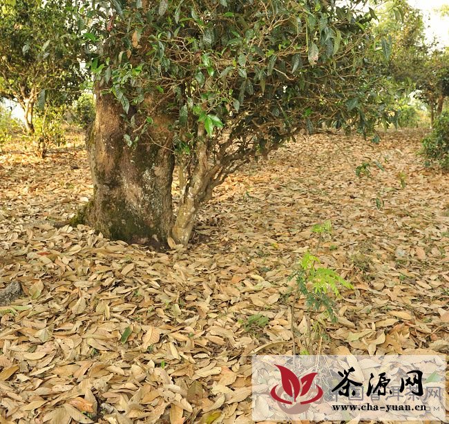 干旱的普洱茶树