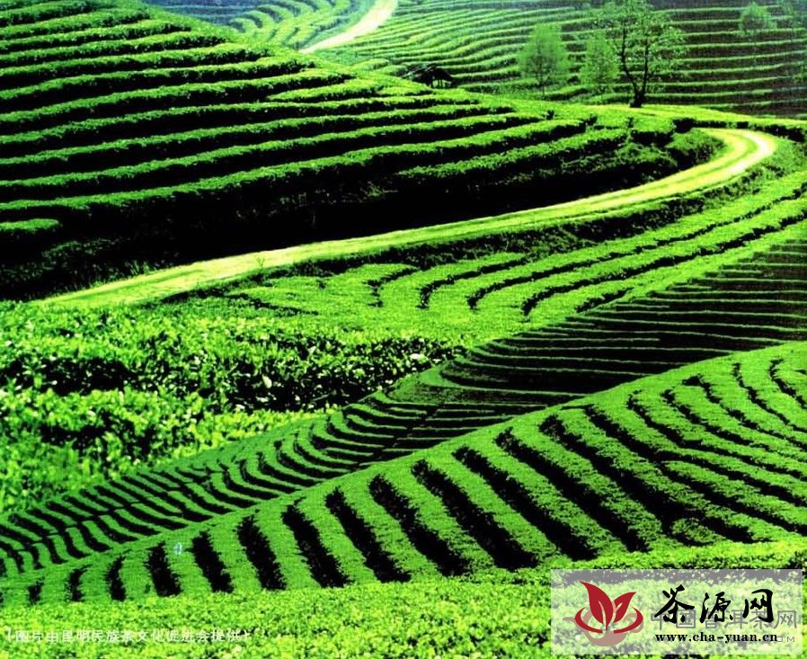 云南普洱茶 发展 香港茶商