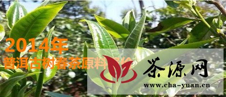 2014年普洱春茶古树茶原料报价（3月14）
