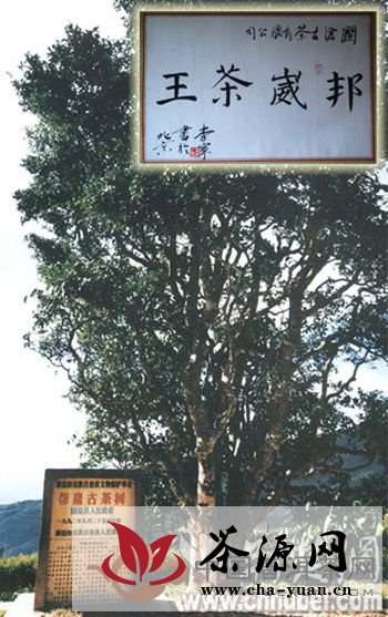 邦崴千年茶王树