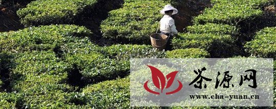 普洱秋茶上市 中低档茶价格上涨成销售主力