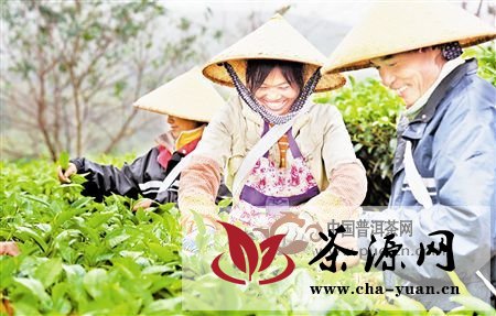 中国生态科考队考察云南普洱黄金产茶带-普洱茶