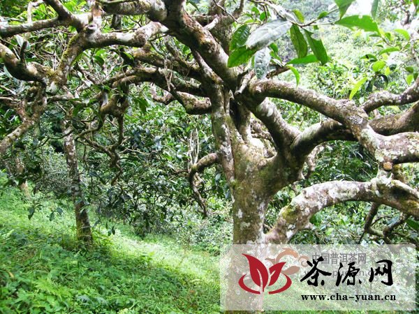 武燕琼：浅析西双版纳州古茶树(园)保护机制