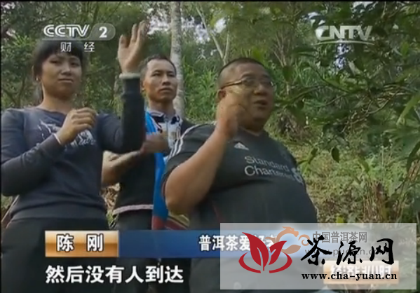 【CCTV-2】过度采摘之后枯死的曼松古树（三）