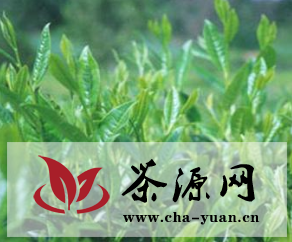 云南大叶种茶树和特大叶种茶树