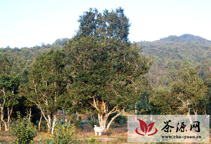 困鹿山皇家茶园 茶祖植物的起源中心