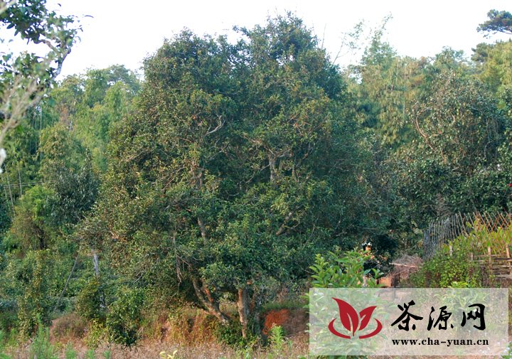 困鹿山皇家茶园 茶祖植物的起源中心