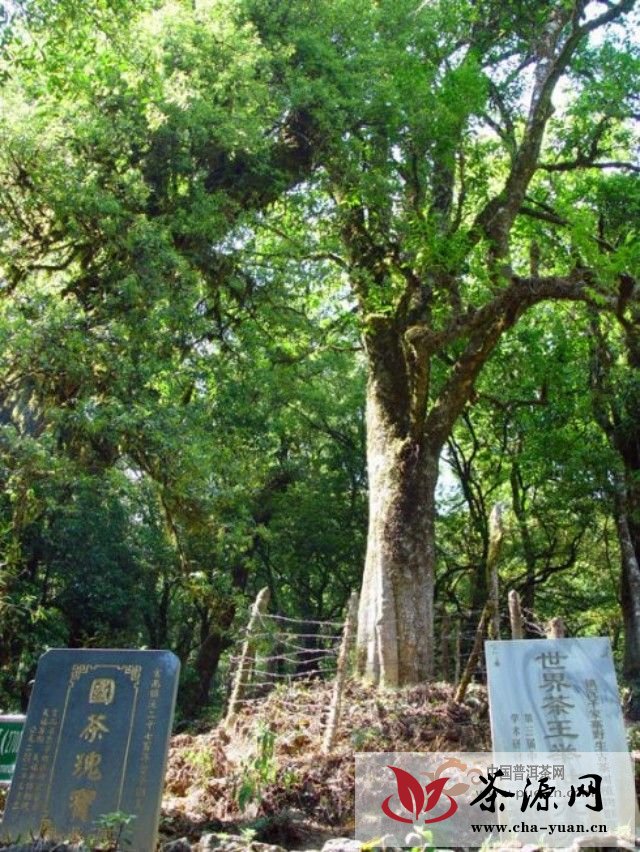 你知道几百上千年的普洱茶树是哪朝的吗？