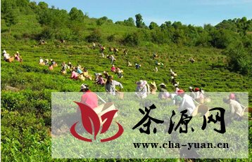 上普洱茶山易，保护茶山难