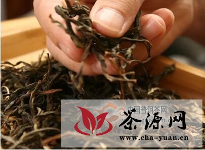 上普洱茶山易，保护茶山难