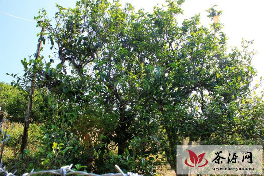 云南官方多部门回应古茶树保护问题