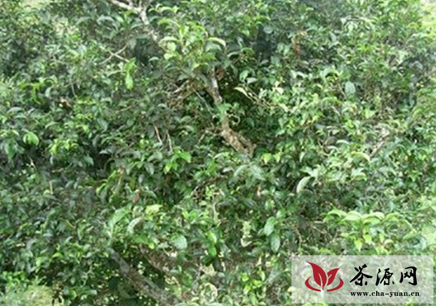 保山市昌宁县是享誉全国的千年茶乡