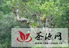 普洱茶：保护古茶树要合理有度