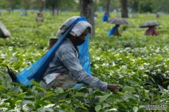 疫情影响全球茶叶产量下降 茶叶价格上涨