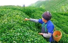 茶香迎客，贵州省都匀茶旅融合走出绿色致富路