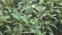 保育蓝鹊！台湾茶农奉献8年倾家盪产 开创有机茶成功
